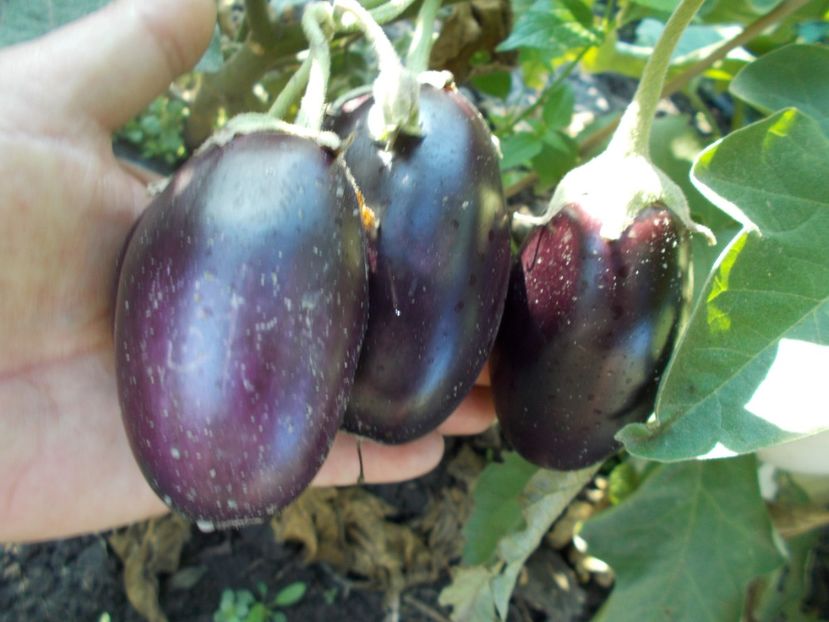  - Z SEMINTE VINETE - BABY RACIMO