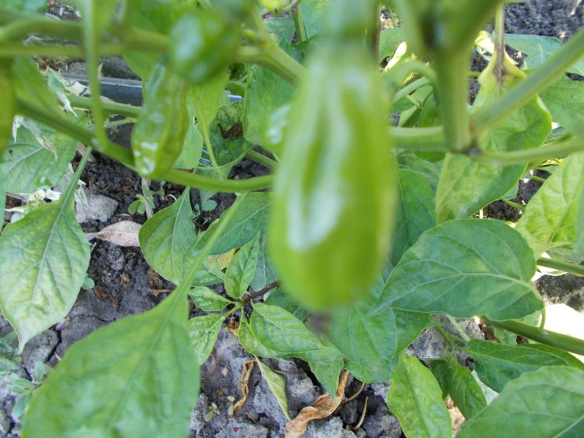  - SEMINTE ARDEI IUTE - AI 50 CABACA PEACH