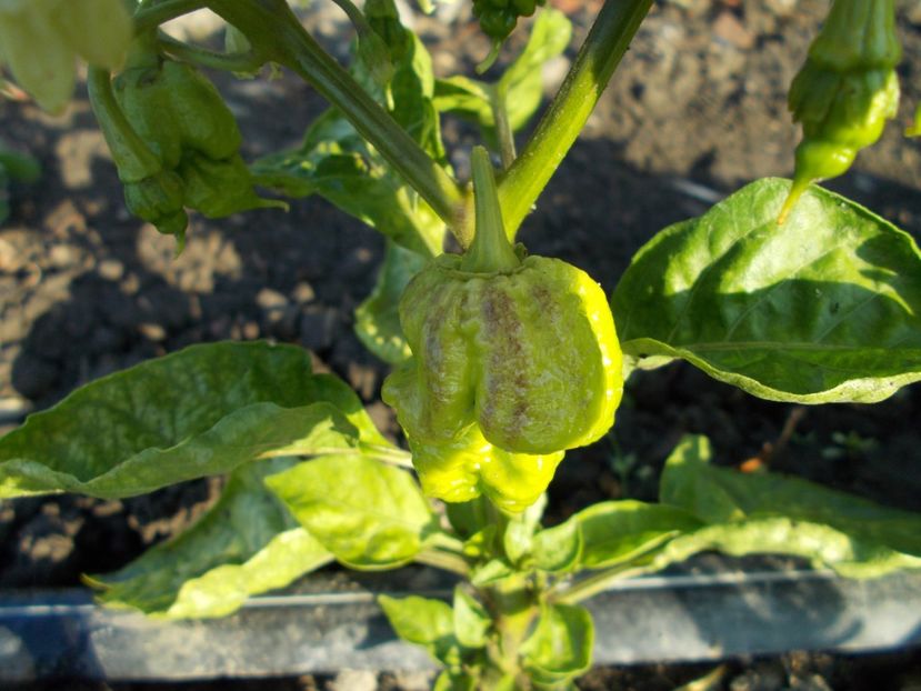  - SEMINTE ARDEI IUTE - AI 41 YELLOW PRIMO - NEIZOLAT