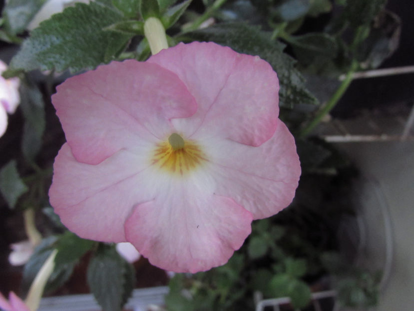 Vie en rose, - Achimenes 2019