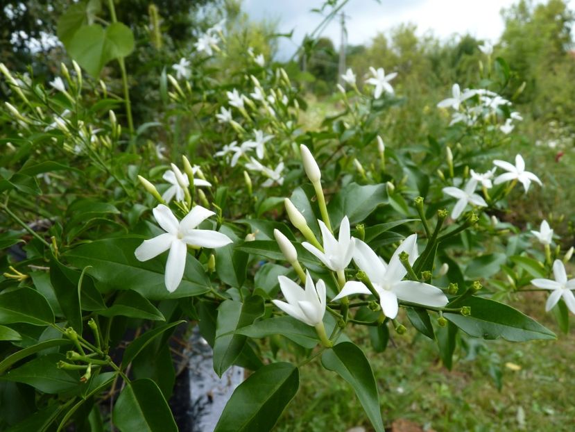 jasminum azoricum - Jasminum azoricum