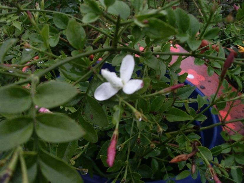 officinalis - Jasminum officinale