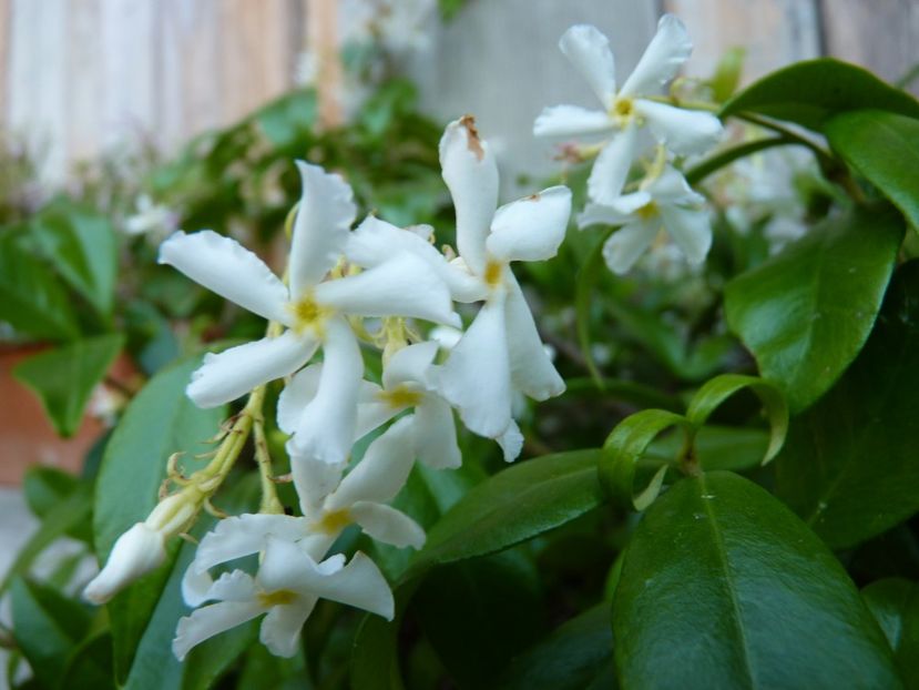 Star Jasmine - Star Jasmine