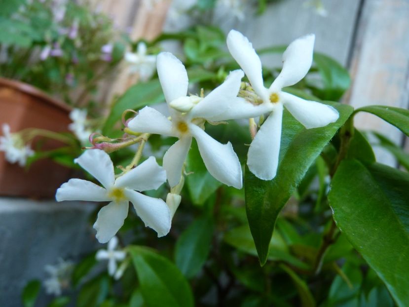 Star Jasmine - Star Jasmine