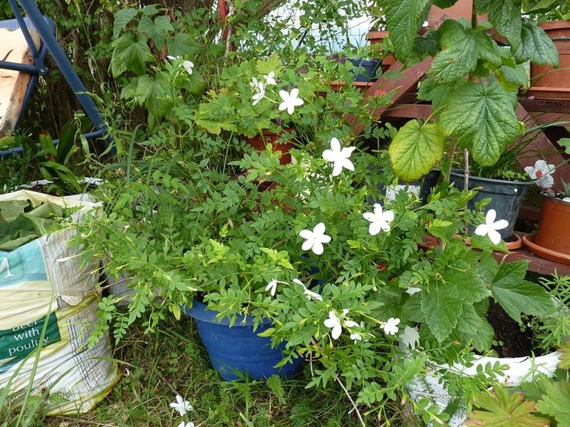 Jasminum officinale - Jasminum officinale