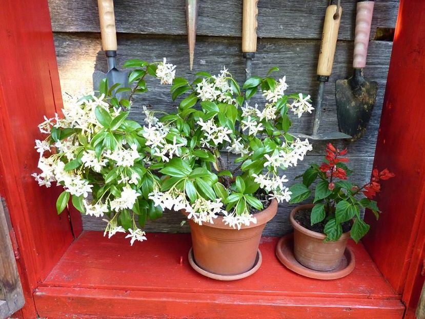 Star Jasmine - Star Jasmine