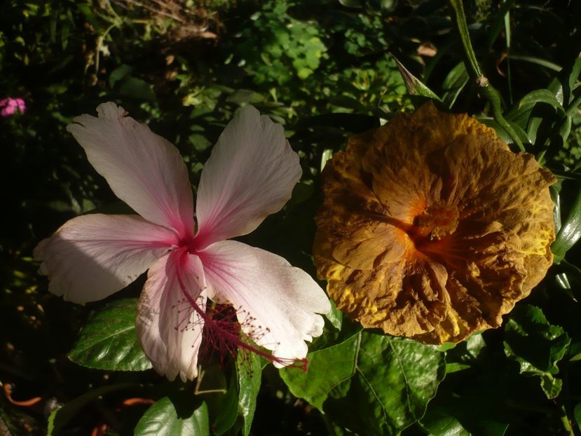 P1420829 - HIBISCUSI 2019-3