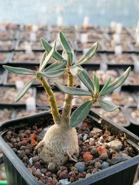  - Pachypodium