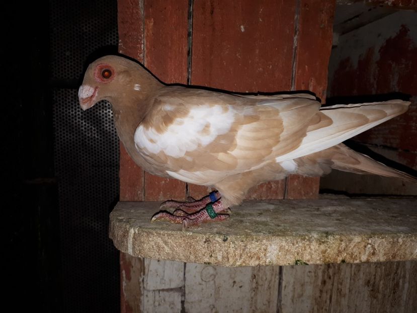  - I _ carunculați 2019