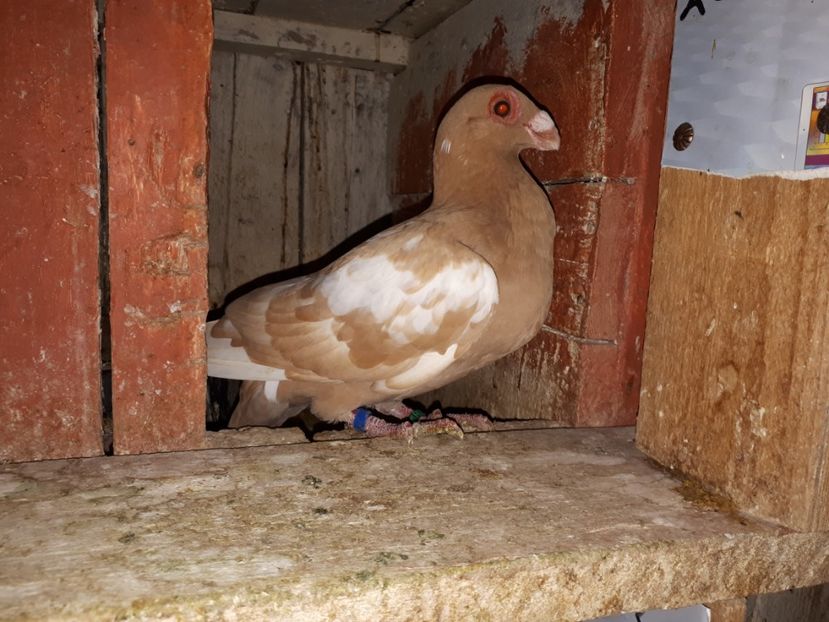  - I _ carunculați 2019