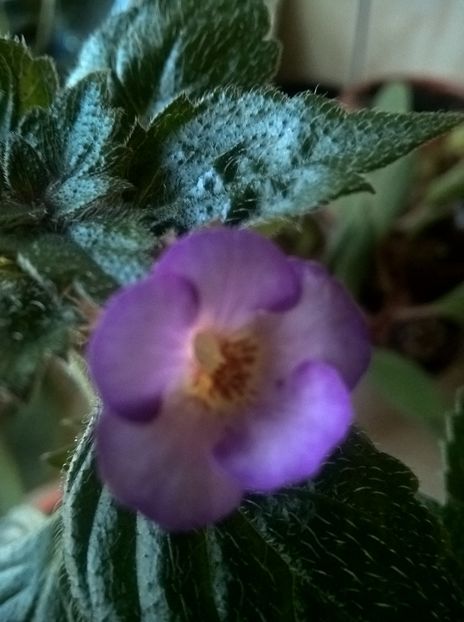 Little Lulu - Achimenes si Achimenantha 2019