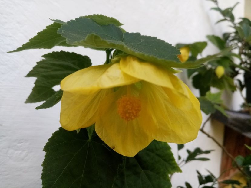  - Abutilon 2016-2017 -2018-2019