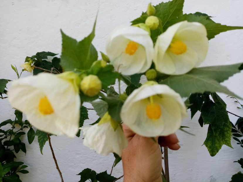  - Abutilon 2016-2017 -2018-2019