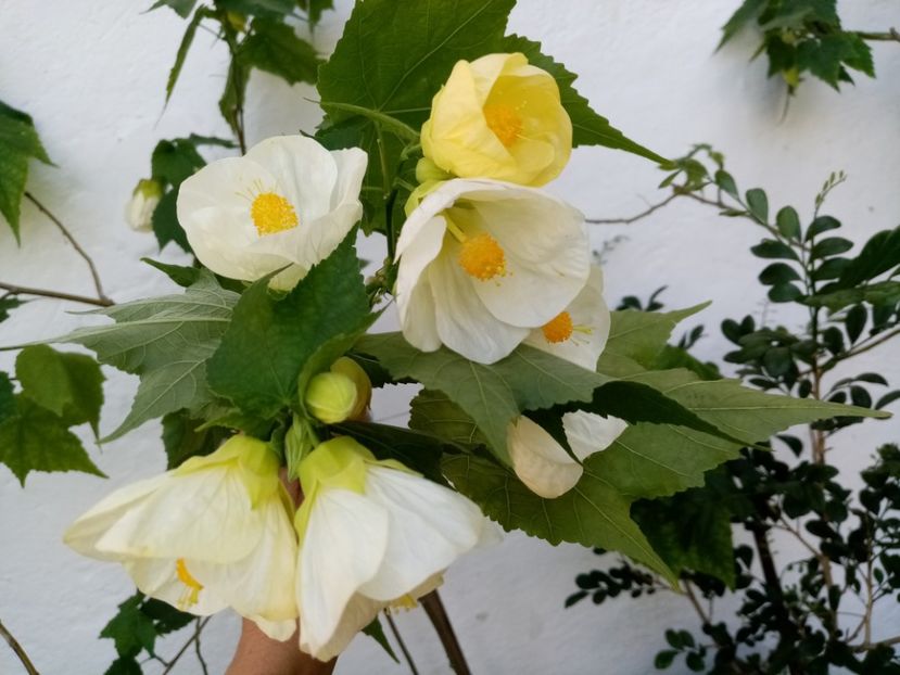  - Abutilon 2016-2017 -2018-2019