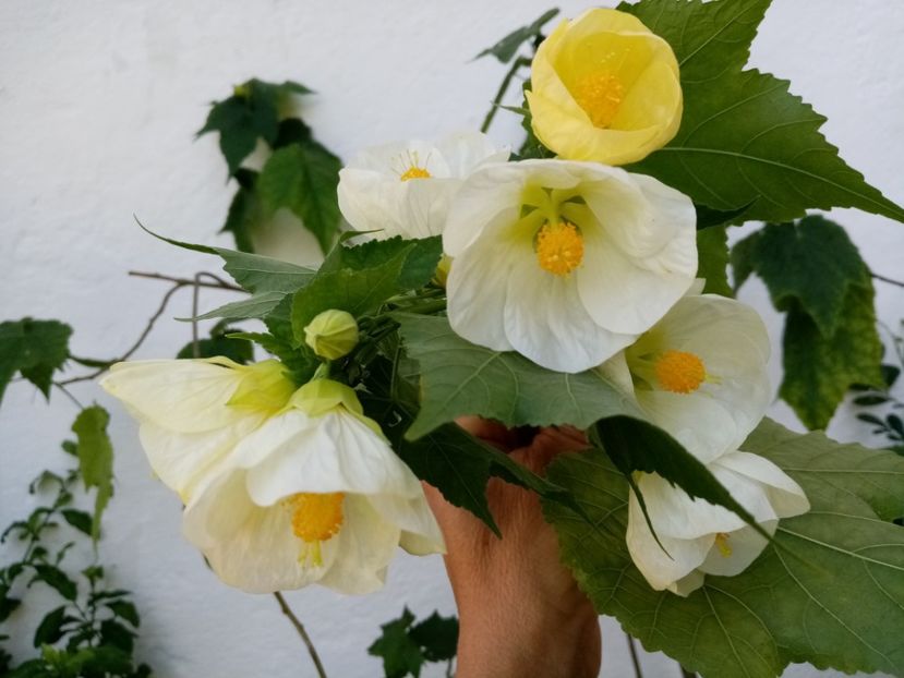  - Abutilon 2016-2017 -2018-2019