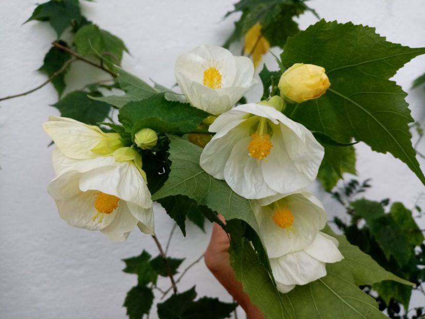  - Abutilon 2016-2017 -2018-2019