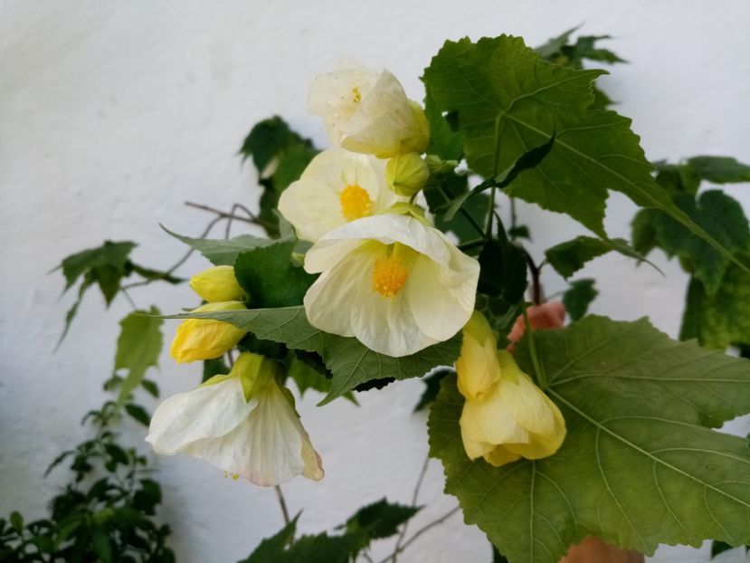  - Abutilon 2016-2017 -2018-2019
