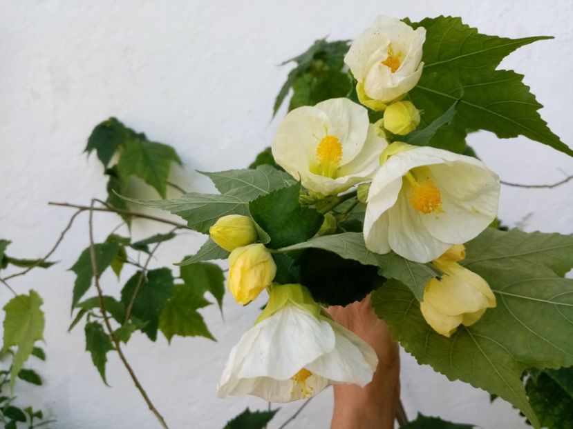  - Abutilon 2016-2017 -2018-2019