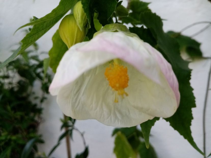  - Abutilon 2016-2017 -2018-2019