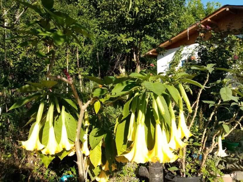  - Brugmansia