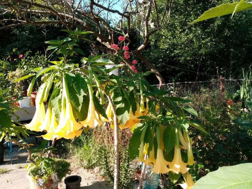  - Brugmansia