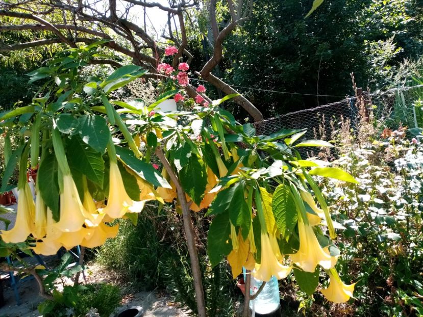  - Brugmansia