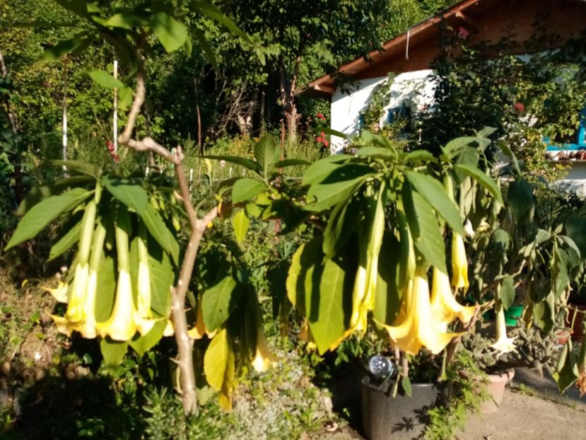  - Brugmansia