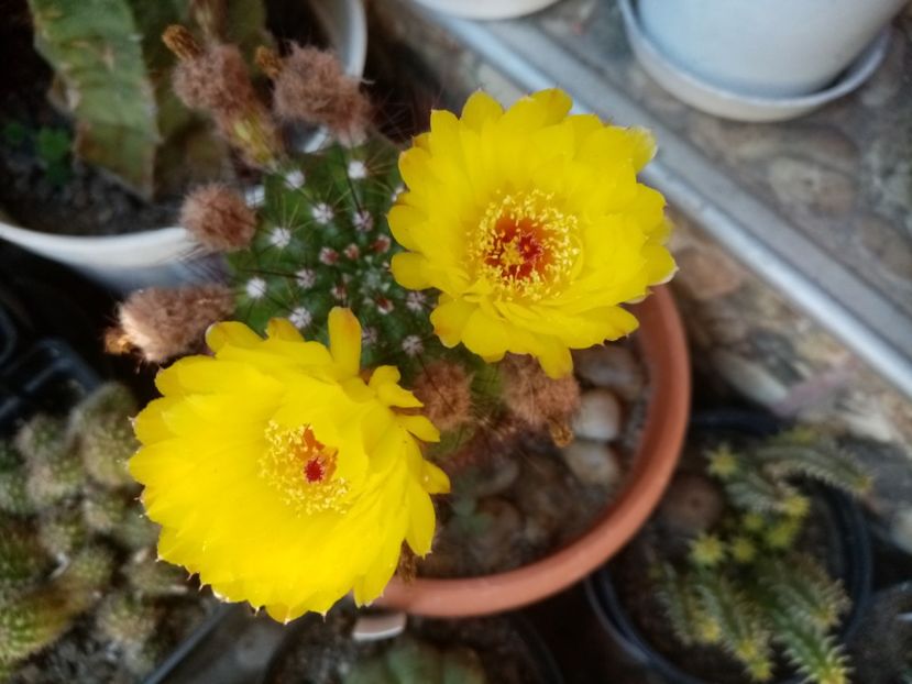  - Cactusi si suculente 2019