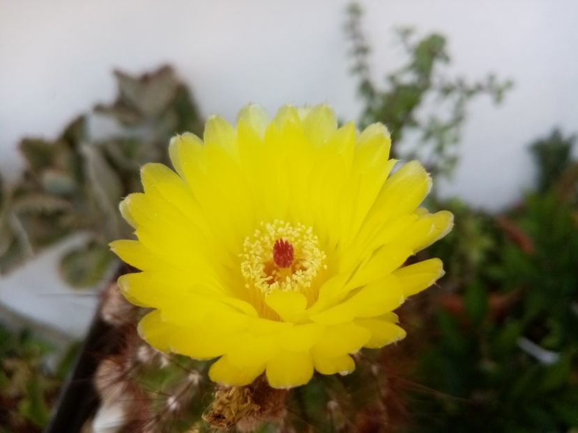  - Cactusi si suculente 2019