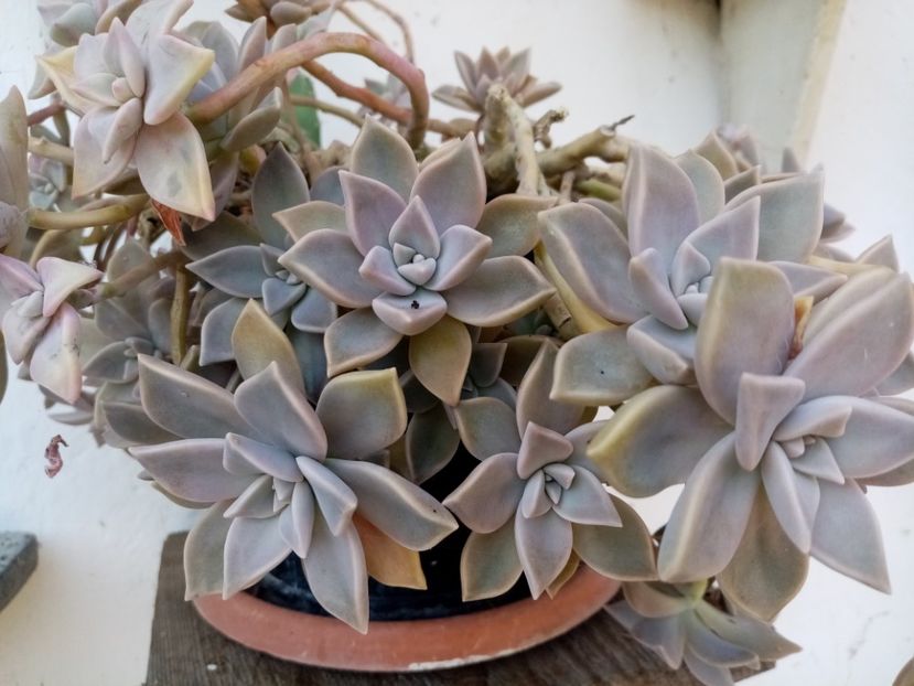  - Cactusi si suculente 2019
