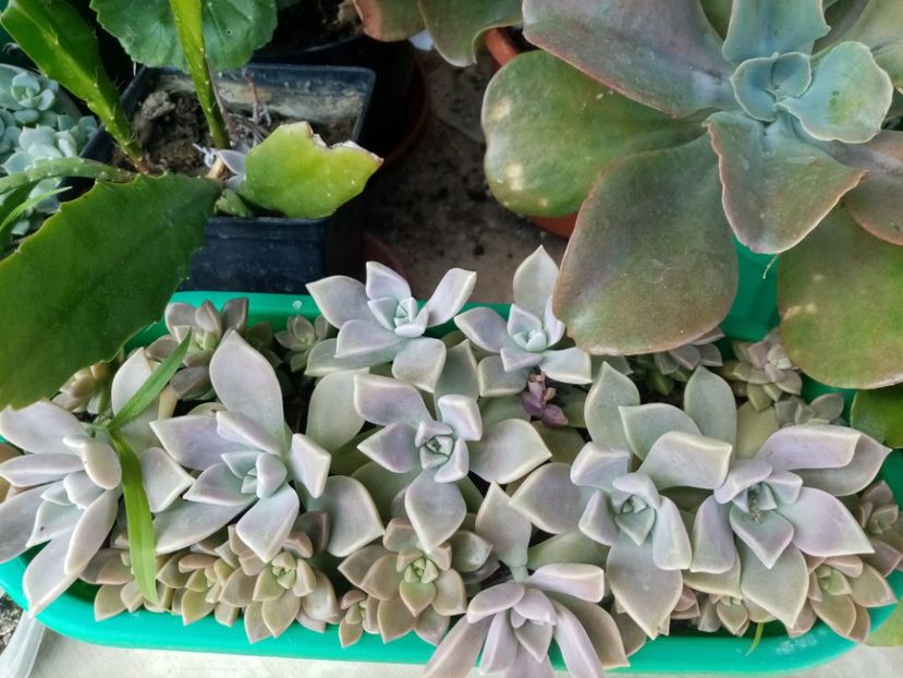  - Cactusi si suculente 2019