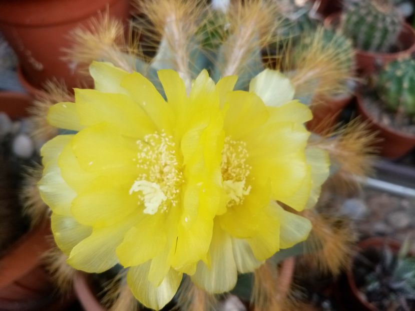  - Cactusi si suculente 2019