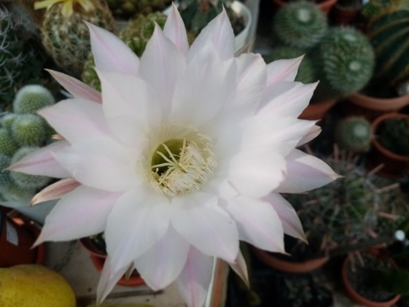  - Cactusi si suculente 2019