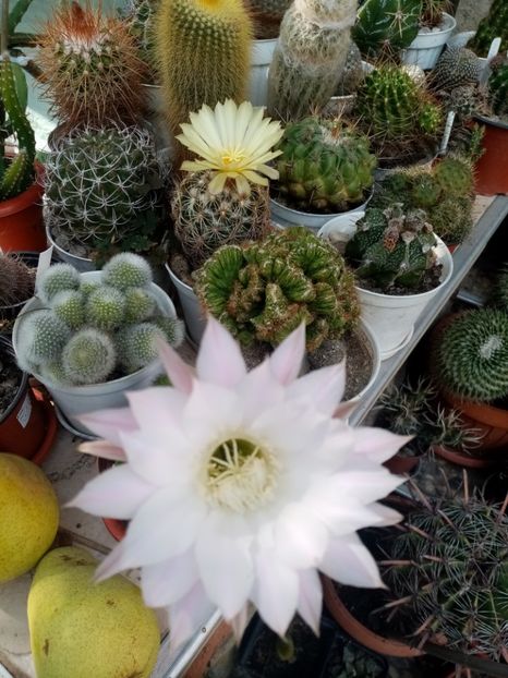  - Cactusi si suculente 2019