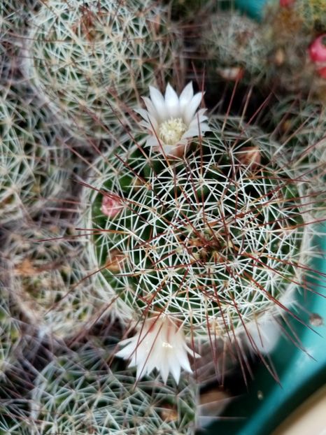  - Cactusi si suculente 2019