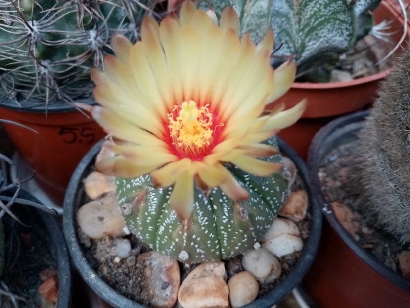  - Cactusi si suculente 2019