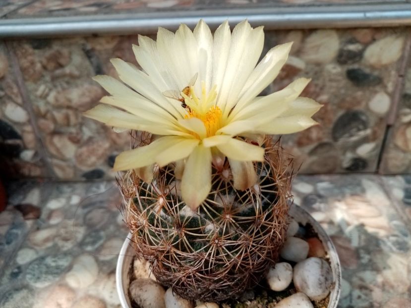  - Cactusi si suculente 2019