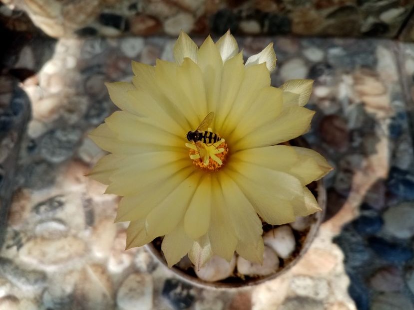  - Cactusi si suculente 2019
