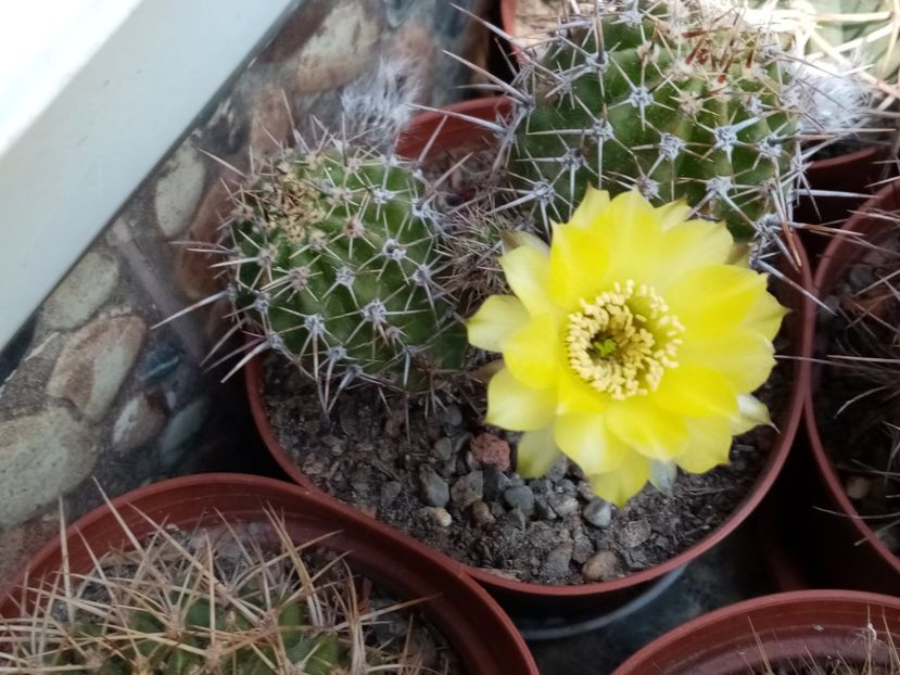  - Cactusi si suculente 2019