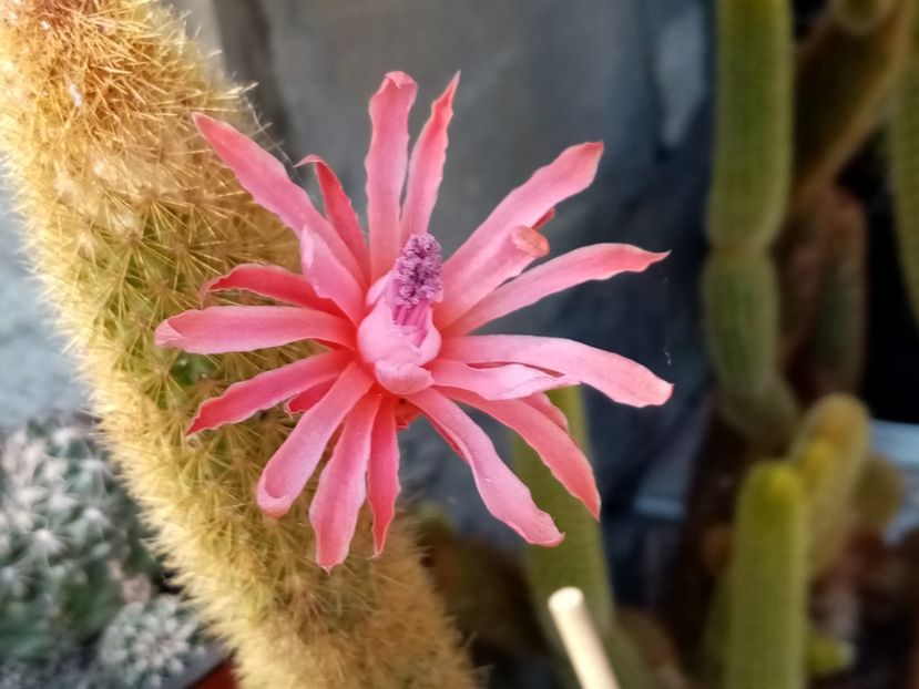  - Cactusi si suculente 2019