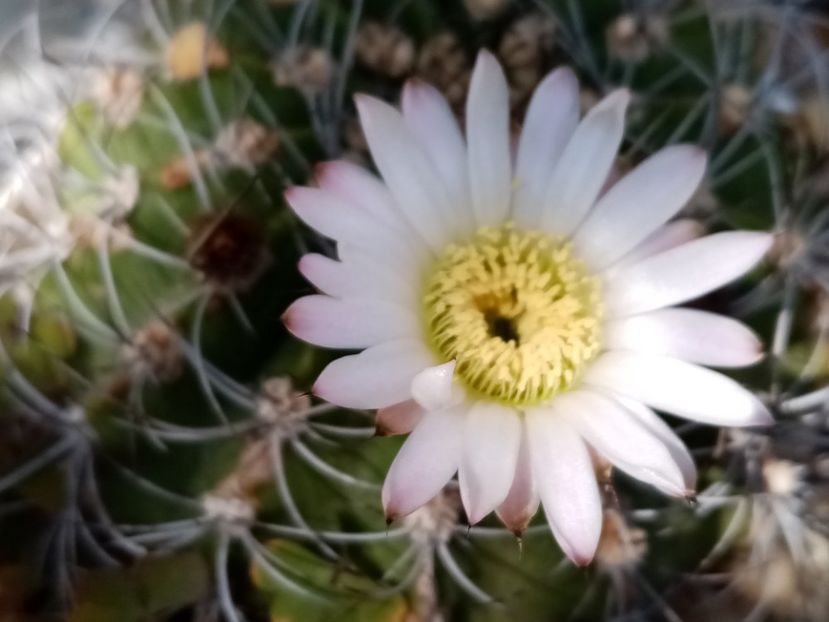  - Cactusi si suculente 2019