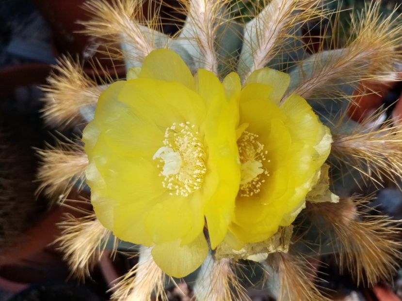  - Cactusi si suculente 2019