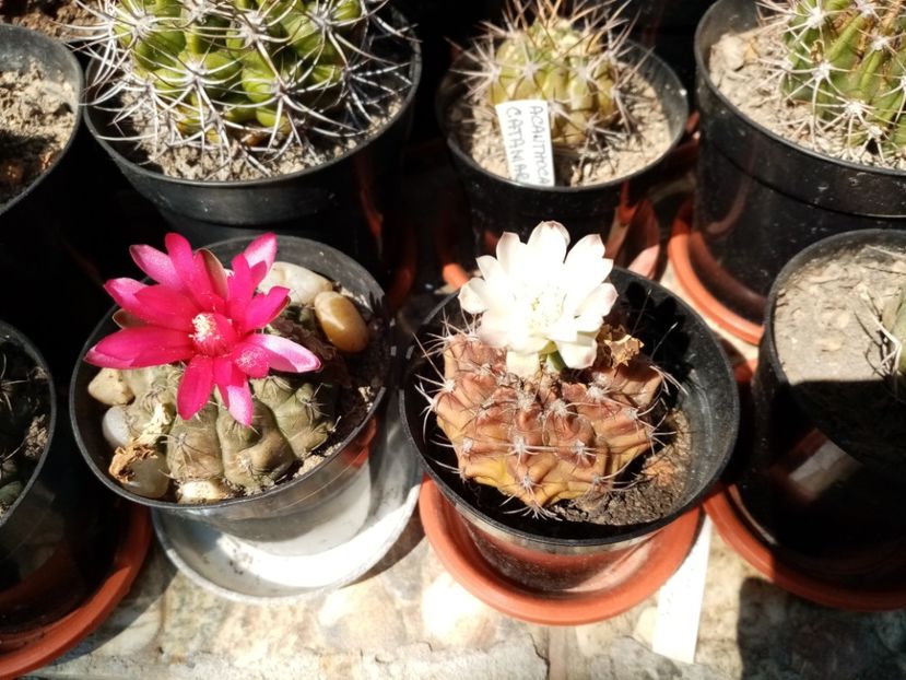  - Cactusi si suculente 2019