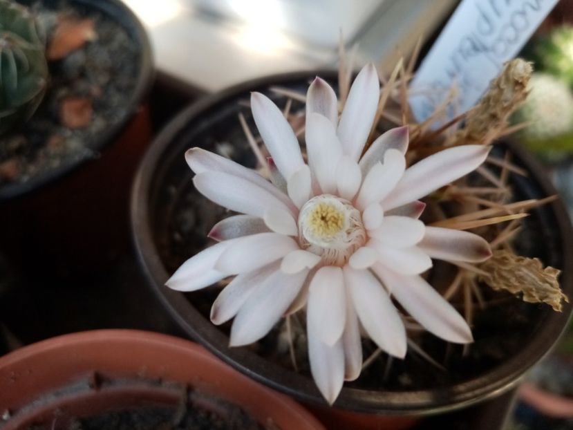  - Cactusi si suculente 2019