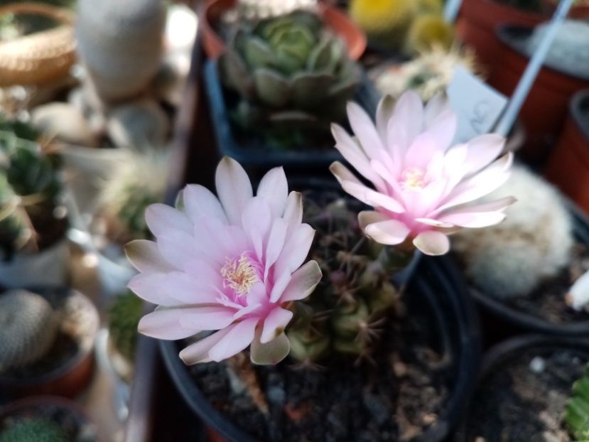  - Cactusi si suculente 2019