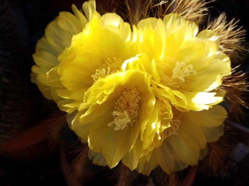  - Cactusi si suculente 2019