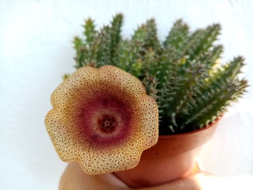  - Cactusi si suculente 2019