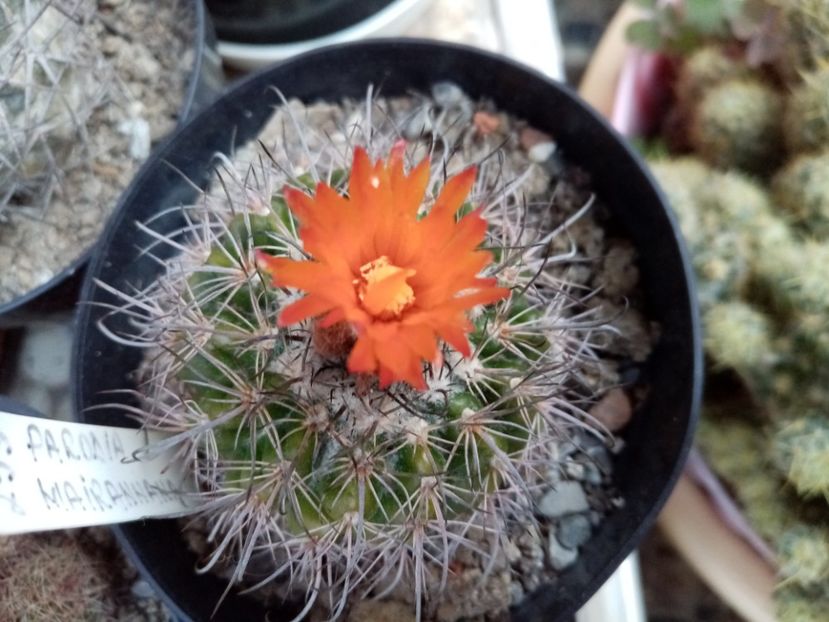  - Cactusi si suculente 2019