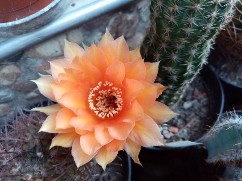  - Cactusi si suculente 2019