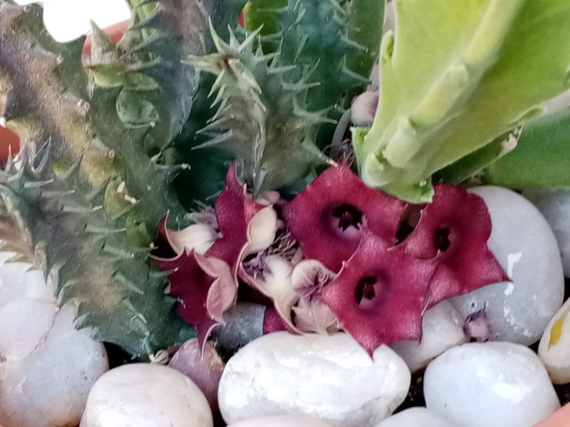  - Cactusi si suculente 2019